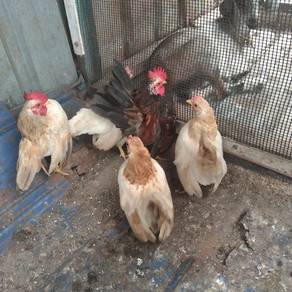 Ayam serama utk dijual