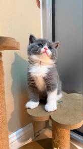 Bsh kitten