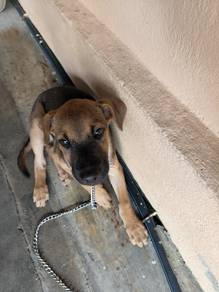 adoption puppy