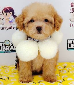 Poodle