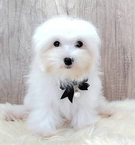 Maltese