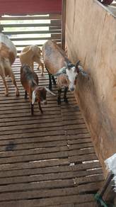 Kambing Betina & Anak Betina