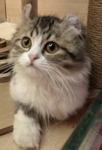 American curl kitten available for sale 