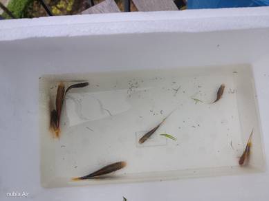 Assorted mollies and swordtails 