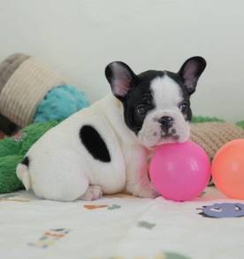 FRENCH BULLDOG PUPPIES 🌻VIP718 Boy -Girl