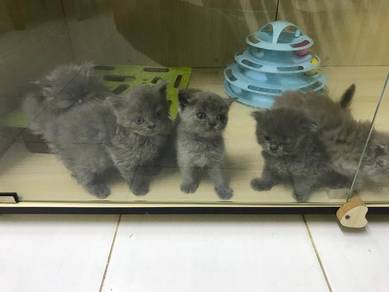 Bluish Grey BSH Kittens