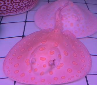 *Big Spots* Albino Black Diamond Stingray Pari
