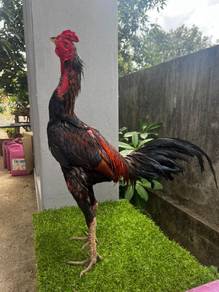 ayam siam pama