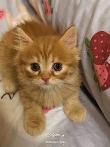 American curl mix dlh
