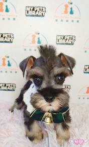Schnauzer