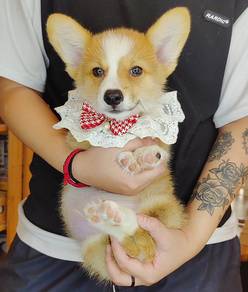 Welsh Corgi