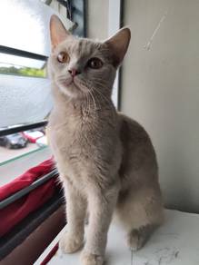 BSH kitten 