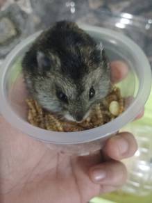 Hamster for Sale