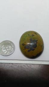 Firus tibet asli