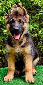 GERMAN SHEPHERD PUPPIES GSD217 🐻 Good structure