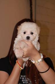 J0844 Maltipoo Super Cute Puppy