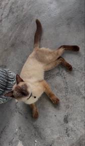 Siamese Cat