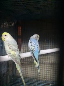 Burung Baji