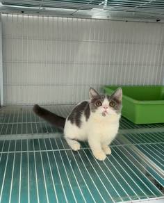 BSH Munchkin kitten