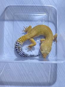 Leopard Gecko