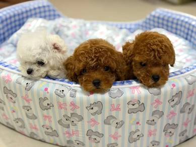 tiny poodle MKA 