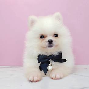 Pomeranian