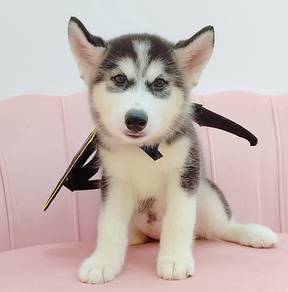 Wooly Husky