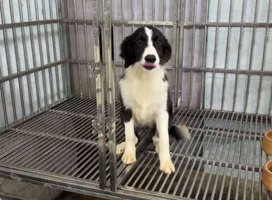 Border collie