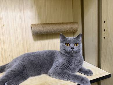 female British Shorthair