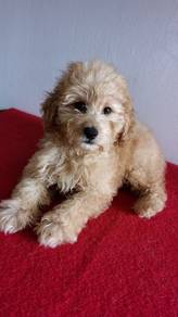 Cavapoo available 