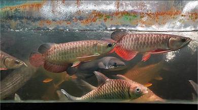 Arowana Highback 10-12inchi