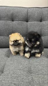 Pomeranian male Puppies