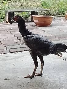 Ayam  Baka Baik