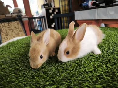 Rabbit Arnab kelinchi mix²