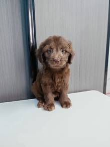 Maltipoo puppy Female offer price 