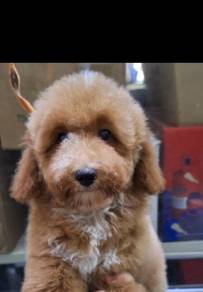 Maltipoo 