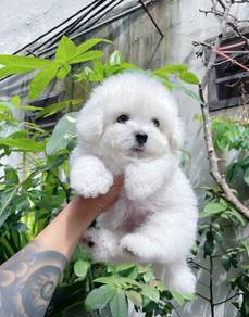 Bichon -Girl 