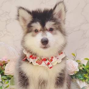 Wooly Husky