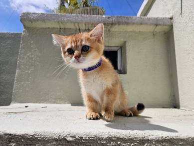 Golden BSH Male