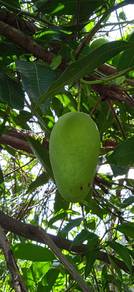 Harum manis Mangoes