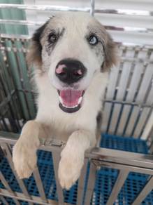 Blue Merle Border Collie Female 10mths, KL/SEL