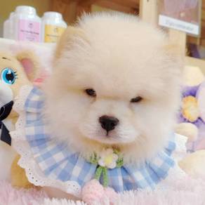 Chow Chow
