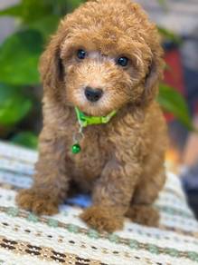 cavapoo5