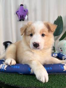CKU Male Gold BorderCollie With Well Trained