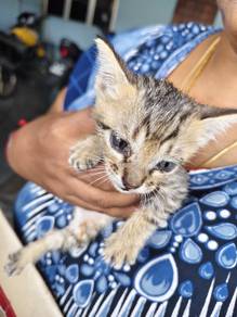 cat for adoption 
