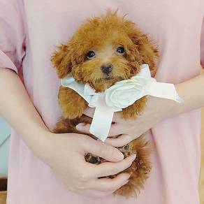 Poodle