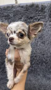 Red Merle Female Chihuahua Puppy F-1
