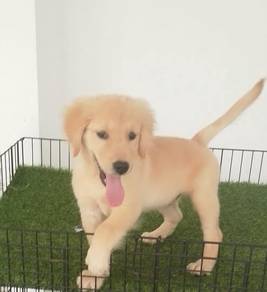 Pure Breed Golden Retriever (M) 纯种黄金猎犬 男生