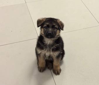 German Shepherd