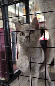 BSH Lilac